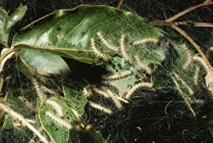 Images Dated 31st December 2004: Tent Moth Caterpillars Silken tent encloses food plant, USA. Fam: Lasiocampidae