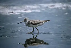 Sandpiper Prints: Terek Sandpiper - wading into shallow water
