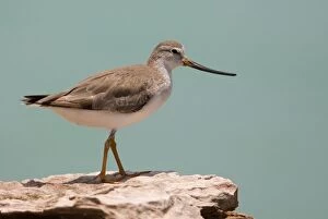 Images Dated 11th May 2007: Terek Sandpiper in winter plumage Breeds across northern Europe and Asia