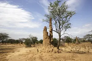 Termite Prints: Termite Hill. Savanna biome - National Park of Mago - South Ethiopia