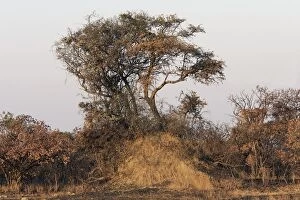 Images Dated 19th July 2004: Termite Mound at base of tree - Zambia