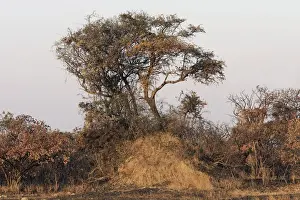Termites Prints: Termite Mound at base of tree - Zambia