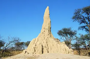 Architecture Prints: Termite Mound Chitabe, Okavango Delta, Botswana