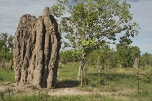 Images Dated 12th December 2003: Termite Mound Northern Territory, Australia