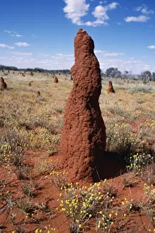 Nest Building Prints: Termite Mound Nr. Alice Springs, Northern Territory, Australia