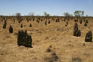 Termite mounds - Inside the mounds are a Queen which may live 20 years, a King and soldiers and workers