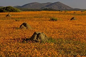 Termite Mounds. among Orange Daisies