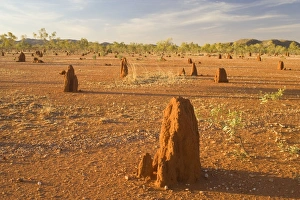 Images Dated 22nd August 2008: Termite mounds - sandy field with numerous Cathedral Termite mounds in last evening light