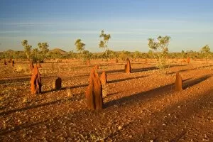 Images Dated 22nd August 2008: Termite mounds - sandy field with numerous Cathedral Termite mounds in last evening light
