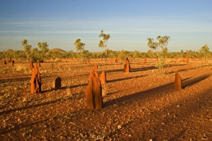 Images Dated 22nd August 2008: Termite mounds - sandy field with numerous Cathedral Termite mounds in last evening light