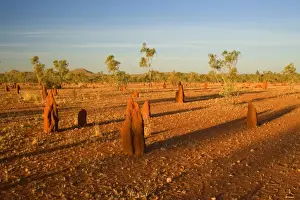 Construction Prints: Termite mounds - sandy field with numerous Cathedral Termite mounds in last evening light - near Mt