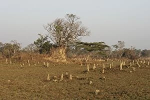 Images Dated 19th July 2004: Termite Mounds - Zambia