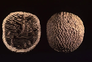 Images Dated 2nd May 2007: Termite - nest cut in half