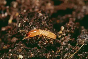 Termite PPG 892 Europe Reticulitermes santonensis &copy; Pascal Goetgheluck / ARDEA LONDON