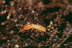 Termite - soldier