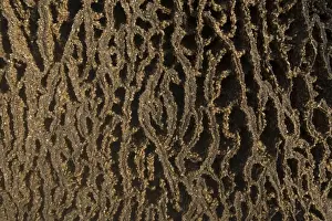 Termites adding to a mound, Mitchell Plateau, Kimberley, Western Australia