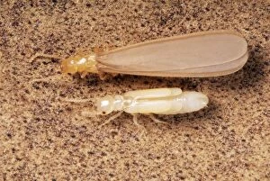 Images Dated 26th July 2004: Termites Adult & nymph
