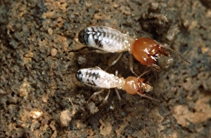 Images Dated 11th May 2007: Termites - building a wall. Zambia