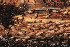 Images Dated 19th August 2004: Termites Colony, Guadeloupe, West Indies