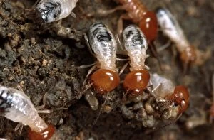 Termites - making a soil wall