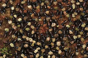 Termites - mass carrying food. Tanjung Puting National Park - Kalimantan - Borneo - Indonesia