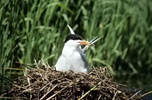 Tern Forster's - female on nest