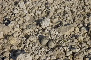 Least Tern nest with eggs. Smallest North American tern. Colonial nester on beaches and sandbars. Occurs along east and Gulf coasts, less commonly inland. Turkey Point, Florida, USA