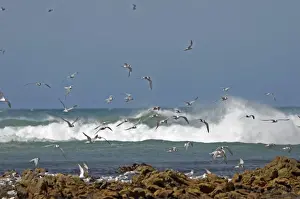 Sternidae Prints: Terns (mixture of species) flying over roosting colony at low tide