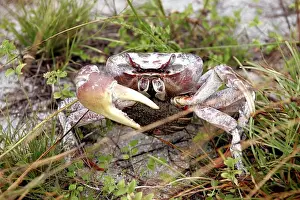 Terrestrial Crab. Atol de Cosmoledo - Seychelles - Indian ocean