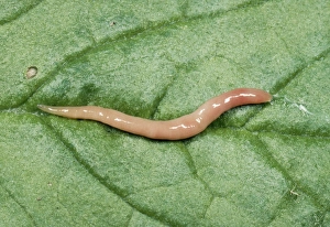 Images Dated 14th February 2005: Terrestrial Flat Worm Cornwall, UK