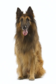 Tervueren / Belgian Shepherd Dog / Belgian Tervueren. Also know as Chien de Berger Belge Tervueren / Belgian Shepherd Dog / Belgian Tervueren. Also know as Chien de Berger Belge