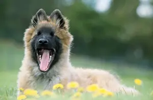 Tervuren Prints: Tervuren / Belgian Shepherd Dog - yawning