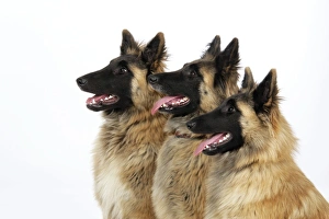 Images Dated 5th March 2008: Tervuren Dog ( Belgian shepherd )