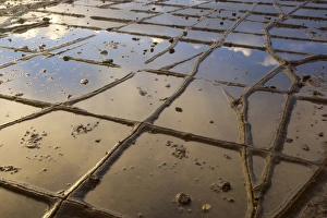Images Dated 16th December 2008: Tessellated Pavement - detail of the magnificent Tesselated Pavement at Eaglehawk Neck on Tasmania