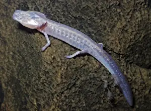 Texas Blind Cave Salamander. Endemic to the caves of the San Marcos District, Texas