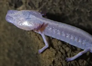 Transparent Prints: Texas Blind Cave Salamander - Endemic to the caves of the San Marcos District, Texas
