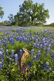 Texas Bluebonnets (Lupinus texensis) in