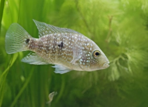 Images Dated 11th May 2006: Texas cichlid / Rio grande cichlid - tropical freshwater Mexico Texas 002898