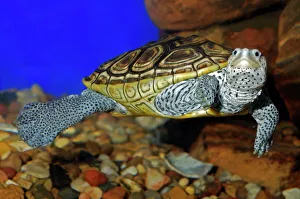 Images Dated 17th November 2008: Texas Diamondback Terrapin - Swimming underwater