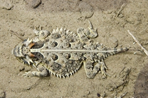 Images Dated 26th March 2008: Texas Horned Lizard South Texas in March