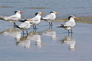 Texas, Padre Island. SHore birds in Padre