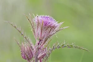 Images Dated 12th April 2012: Texas Thistle