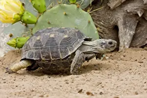 Tortoise Prints: Texas Tortoise Found only in Sout Texas in the US. March