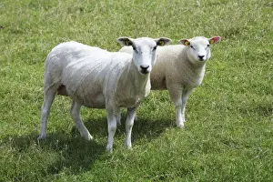 Texel Prints: Texel Milk Sheep - ewe and lamb, Island of Texel, Holland