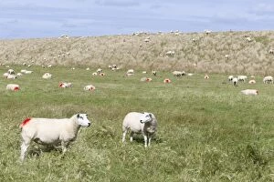 Images Dated 6th September 2012: Texel Sheep