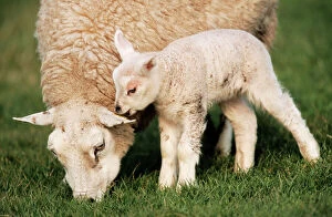 Texel SHEEP - Ewe with lamb