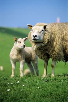Texel Sheep - ewe with lamb on meadow