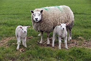 Texel Sheep - ewe with lambs Island of Texel, Holland