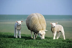 Family Collection: Texel Sheep - ewe with twin lambs, Island of Texel, Holland