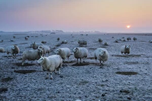 Texel Sheep - flock on frost covered pasture at dawn in winter, Island of Texel, The Netherlands Date: 11-Feb-19